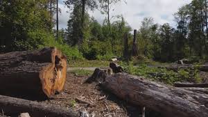 Best Seasonal Cleanup (Spring/Fall)  in Mikes, TX