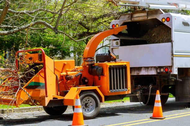 Best Tree Removal  in Mikes, TX