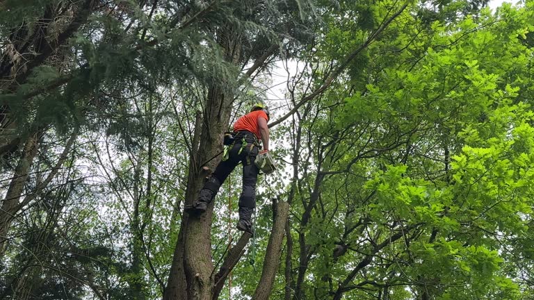 Trusted Mikes, TX Tree Services Experts
